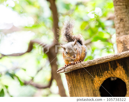 Cute Japanese squirrel 105738322