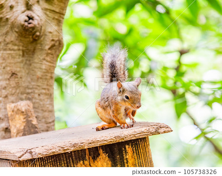 日本松鼠的可愛造型 癢癢的 105738326