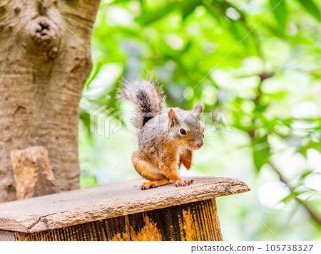 日本松鼠的可愛造型 癢癢的 105738327
