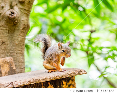 日本松鼠的可愛造型 癢癢的 105738328