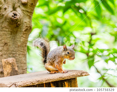 The cute figure of a Japanese squirrel Itchy 105738329