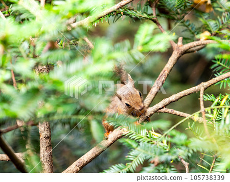 Cute Japanese squirrel Cute Japanese squirrel 105738339