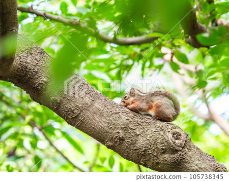 Cute Japanese squirrel Cute Japanese squirrel 105738345