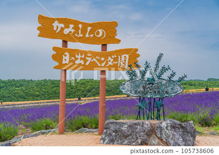 （北海道）上富良野日出公園的薰衣草 105738606