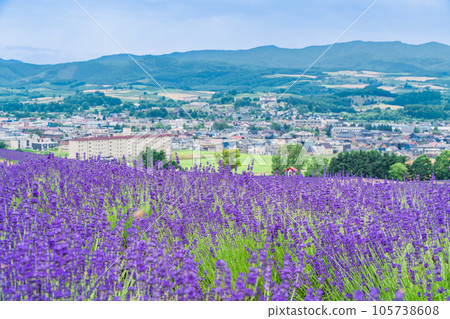 (Hokkaido) Lavender at Kamifurano Hinode Park 105738608