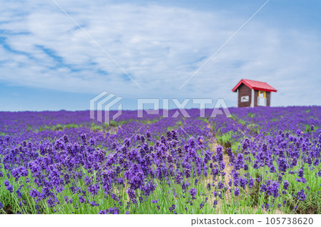 （北海道）上富良野日出公園的薰衣草 105738620