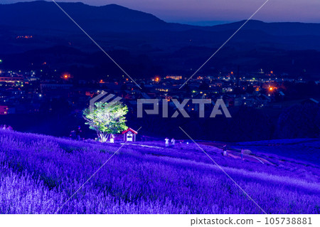 (Hokkaido) Kamifurano Hinode Park Lavender Garden Illuminated 105738881