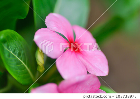 ludwigia adscendens , West Indian paeriwinkle or pink flower and grasshopper 105738975
