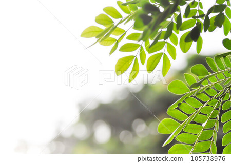 Rain tree or Samanea saman, LEGUMINOSAE MIMOSOIDEAE and sky Rain tree or Samanea saman, LEGUMINOSAE MIMOSOIDEAE and sky 105738976