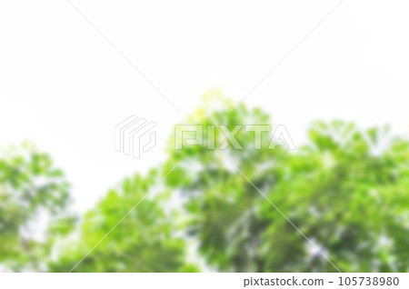 Rain tree or Samanea saman, LEGUMINOSAE MIMOSOIDEAE and sky in blur background 105738980