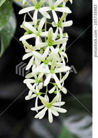Sandpaper vine, Purple wreath or Queens wreath or purple flower 105738983