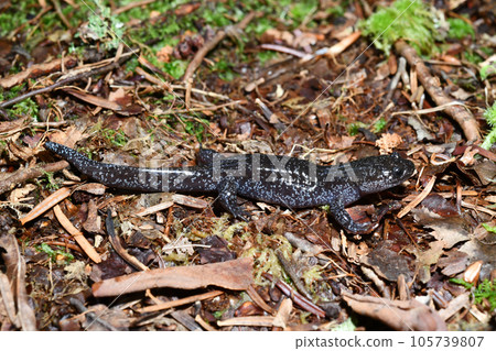Black salamander juvenile Black salamander juvenile 105739807