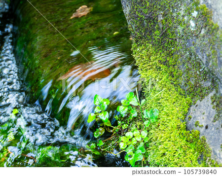 Refreshing scenery in summer A pure stream flowing from a spring 105739840