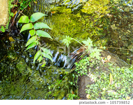 夏天的清爽景色 泉水清澈的溪流 105739852