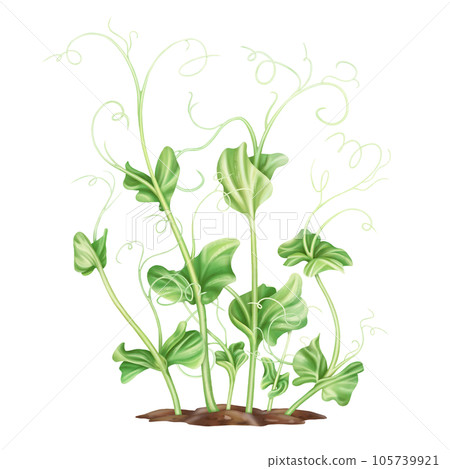 Young green sprouting pea sprouts from seeds. A legume plant growing from the soil in a home garden. Organic micro-greens for healthy food, natural dishes, green salads. Isolated illustration Young green sprouting pea sprouts from seeds. A legume plant growing from the soil in a home garden. Organic micro-greens for healthy food, natural dishes, green salads. Isolated illustration 105739921