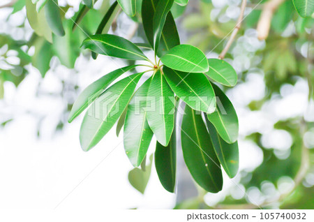 Dita, Devil Tree or Alstonia scholaris and sky 105740032