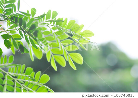 Rain tree or Samanea saman, LEGUMINOSAE MIMOSOIDEAE and sky 105740033