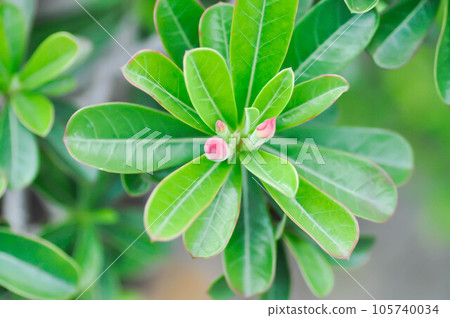 Desert rose, APOCYACEAE or Adenium obesum or Mock Azalea or Pinkbignonia or Impala lily or bud 105740034