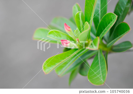 Desert rose, APOCYACEAE or Adenium obesum or Mock Azalea or Pinkbignonia or Impala lily or bud 105740036