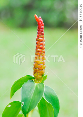 Costus speciosus, Crape ginger or Malay ginger or Spiral flag or Costus speciosus Cheilocostus speciosus, Costaceae or Cane reed or Crape ginger or Malay ginger or Spiral flag plant Costus speciosus, Crape ginger or Malay ginger or Spiral flag or Costus speciosus Cheilocostus speciosus, Costaceae or Cane reed or Crape ginger or Malay ginger or Spiral flag plant 105740039