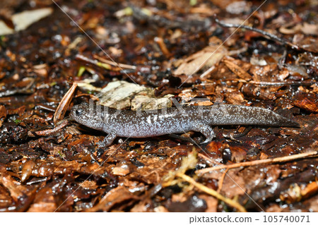 東京蠑螈少年 105740071