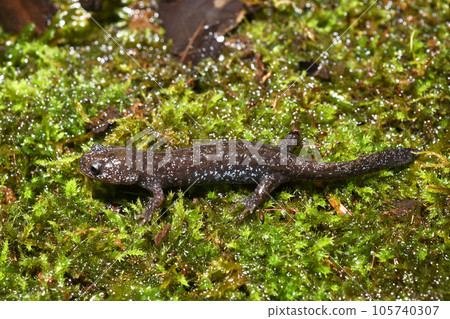 岩蠑螈幼體 105740307