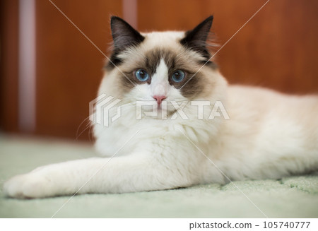 Beautiful young white purebred Ragdoll cat with blue eyes 105740777