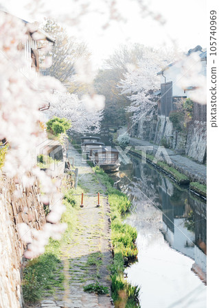 Cherry blossoms at Hachimanbori, Omihachiman City, Shiga Prefecture 105740969
