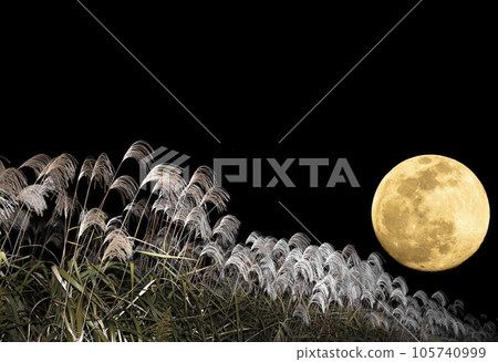 Full moon and pampas grass. Autumn night. Moon viewing. 105740999