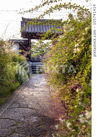 京都的秋天,三葉草和潘帕斯草在通往常林寺大門的鵝卵石道路上盛開 京都的秋天,三葉草和潘帕斯草在通往常林寺大門的鵝卵石道路上盛開 105741414