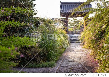 Autumn in Kyoto, clover and pampas grass in full bloom on the cobbled approach to the temple gate of Jorin-ji Temple 105741421