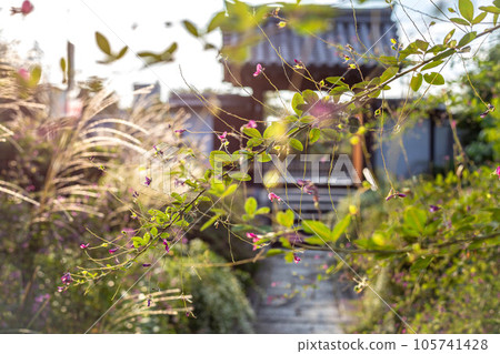 京都的秋天,萩常林寺,西陽的明亮夜景覆蓋著盛開的萩和日本潘帕斯草 京都的秋天,萩常林寺,西陽的明亮夜景覆蓋著盛開的萩和日本潘帕斯草 105741428
