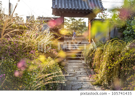 Autumn in Kyoto, Jorin-ji Temple of Hagi, bright evening view of the west sun covered with Hagi in full bloom and Japanese pampas grass 105741435