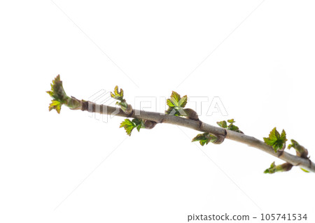branch with young currant leaves on white background branch with young currant leaves on white background 105741534