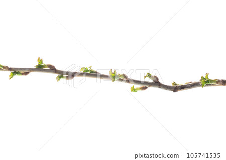 branch with young currant leaves on white background 105741535