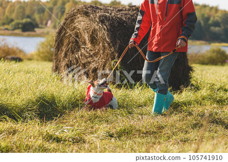 Men walking with lovely dog on leash through Fall field on sunny day. Men walking with lovely dog on leash through Fall field on sunny day. 105741910
