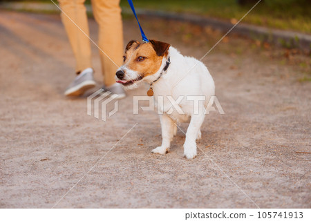 Dog needs leash training. Dog refusing to walk calm on leash pulling owner back Dog needs leash training. Dog refusing to walk calm on leash pulling owner back 105741913