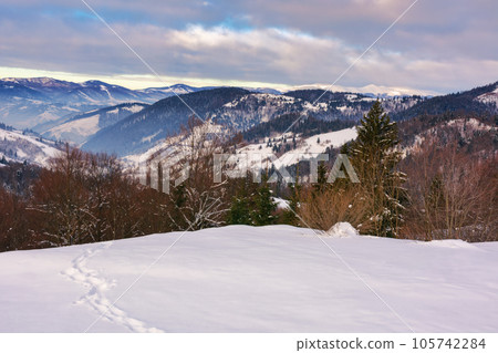 forest on the snow covered meadow. warm winter in carpathian mountains on a cloudy day 105742284