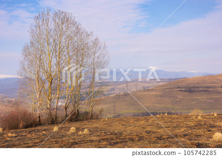 tree on the hill in early spring. rural landscape with snow capped mountains in the distance 105742285