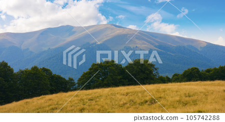 mountain landscape in summer. forested hills and grassy meadows. countryside scenery on a sunny afternoon 105742288