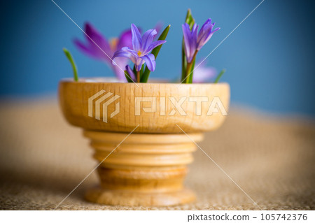 early spring purple flowers crocuses on blue background early spring purple flowers crocuses on blue background 105742376