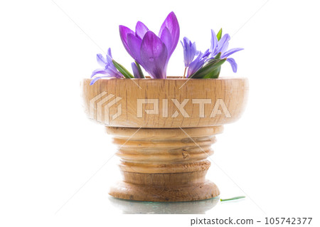 early spring purple flowers crocuses on white background early spring purple flowers crocuses on white background 105742377