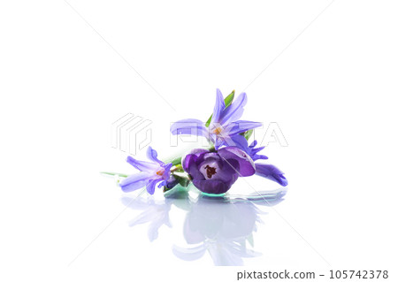 early spring purple flowers crocuses on white background 105742378