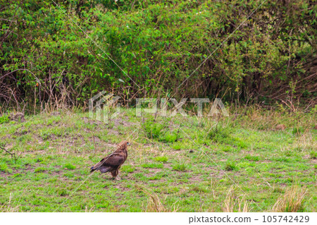 Tawny eagle (Aquila rapax) walking on meadow in Serengeti national park, Tanzania 105742429