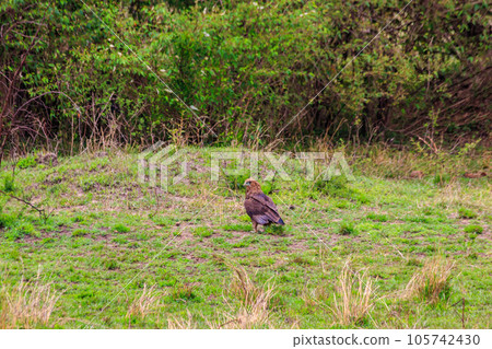 Tawny eagle (Aquila rapax) walking on meadow in Serengeti national park, Tanzania Tawny eagle (Aquila rapax) walking on meadow in Serengeti national park, Tanzania 105742430