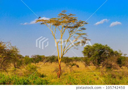 Marabou stork (Leptoptilos crumeniferus) on a tree in Serengeti National Park, Tanzania 105742450