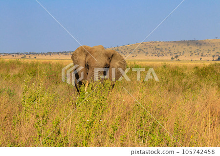 African elephant in savanna in Serengeti National park in Tanzania African elephant in savanna in Serengeti National park in Tanzania 105742458