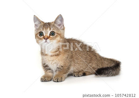 Small, beautiful Scottish kitten Small, beautiful Scottish kitten 105742812