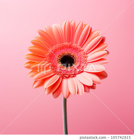 Gerbera flower on a pastel background. Minimalism. Gerbera flower on a pastel background. Minimalism. 105742815