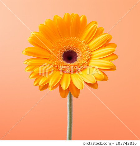 Gerbera flower on a pastel background. Minimalism. Gerbera flower on a pastel background. Minimalism. 105742816